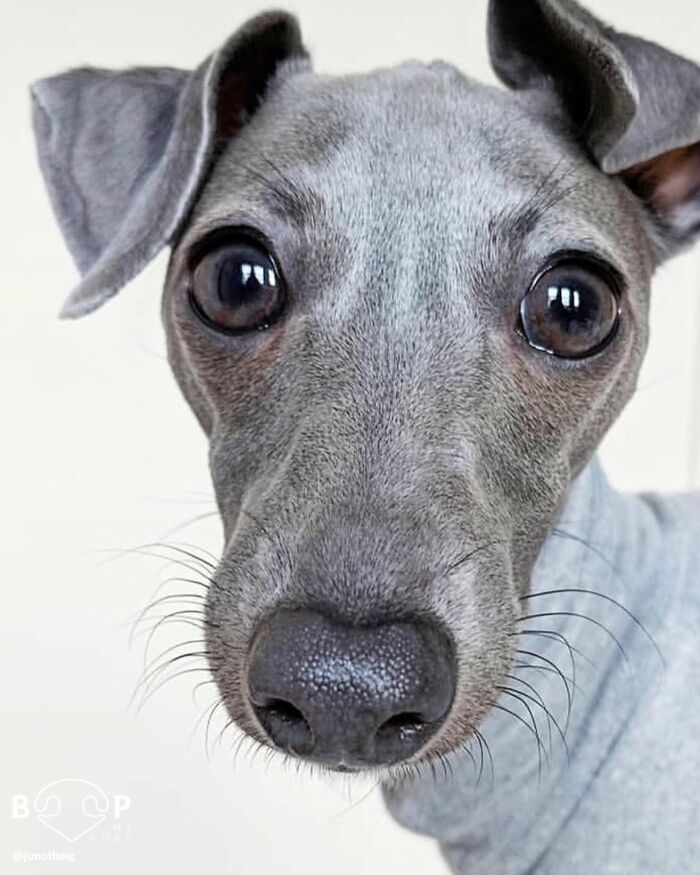 A close-up of an Italian Greyhound's animal nose, making you want to boop it through the screen.