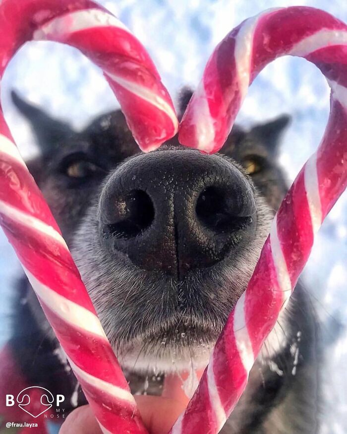 A black dog's animal nose framed by candy canes, so close you want to boop it.
