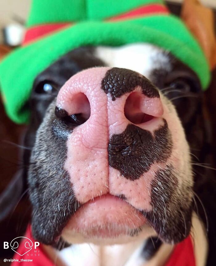 A close-up of a black and white dog's animal nose, wearing a green hat. You can almost boop this dog's nose!