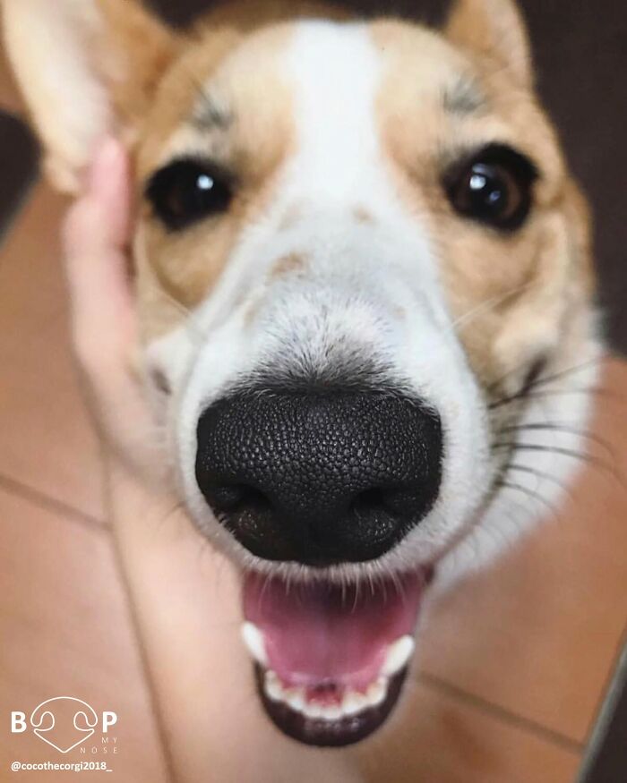 A corgi's happy animal nose, close enough to boop through the screen.