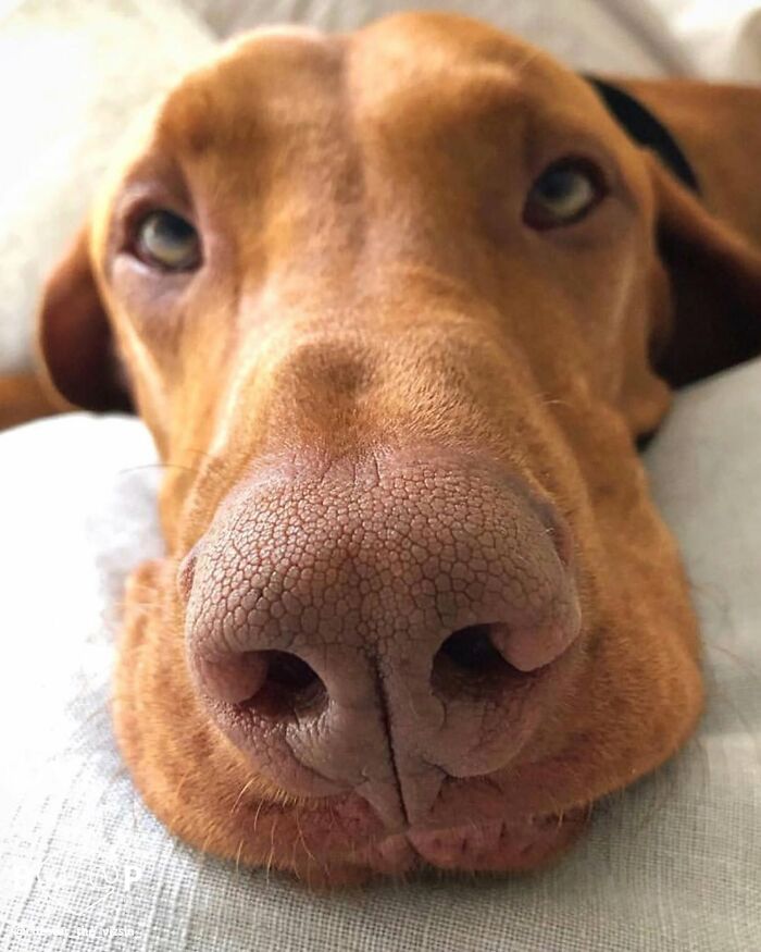 A close-up of a brown dog's animal nose, looking directly at the camera. You can almost boop this dog's nose!