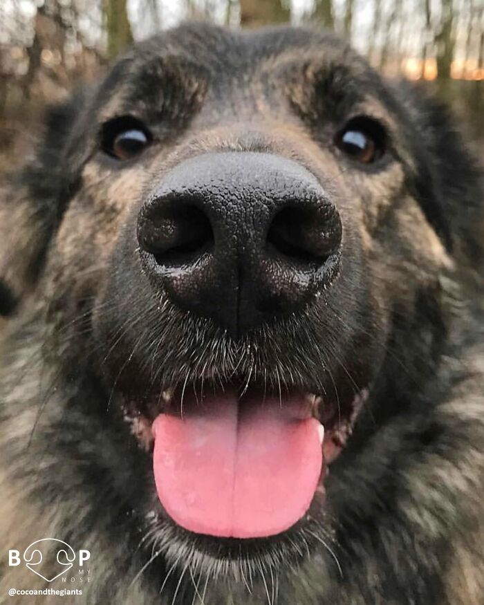 Friendly animal nose of a furry dog with tongue out, waiting for a boop. Find more animal noses.