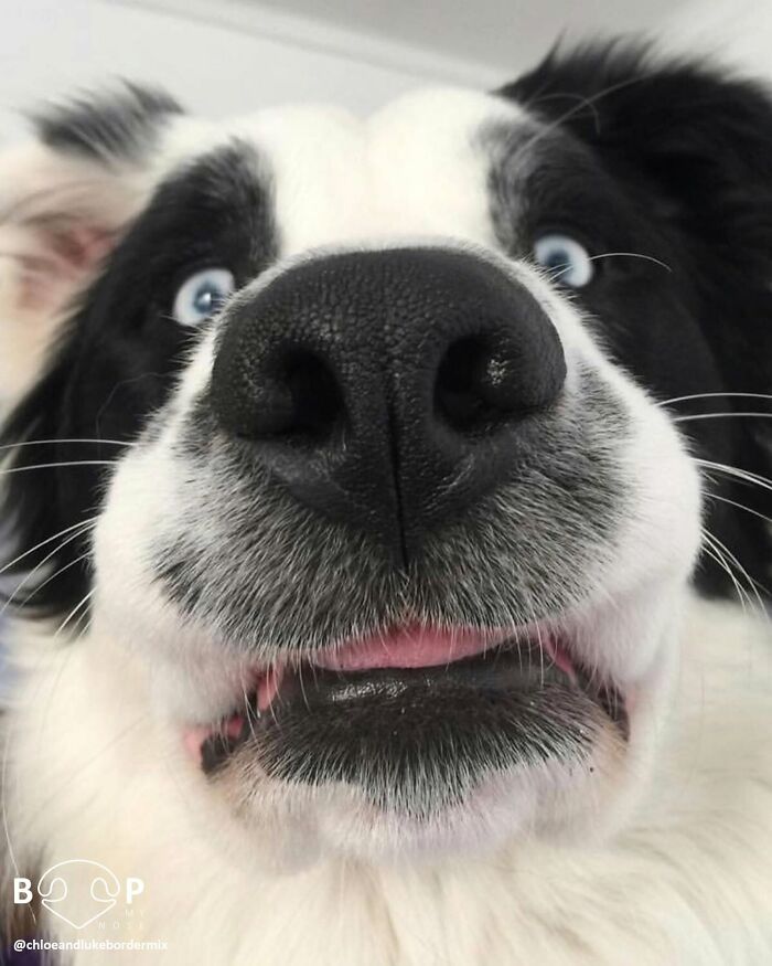 Happy border collie's animal nose and bright blue eyes, inviting a screen boop. View more animal noses.