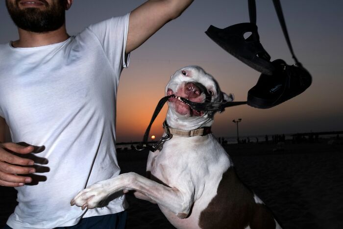 This Photographer Roams The Streets Looking For Unforgettable Dog Moments, And Here Are 50 Of His Best Finds