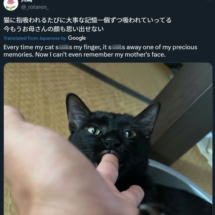 50 Cat Memes That Perfectly Capture Why Living With Cats Is Equal Parts Chaos And Comedy