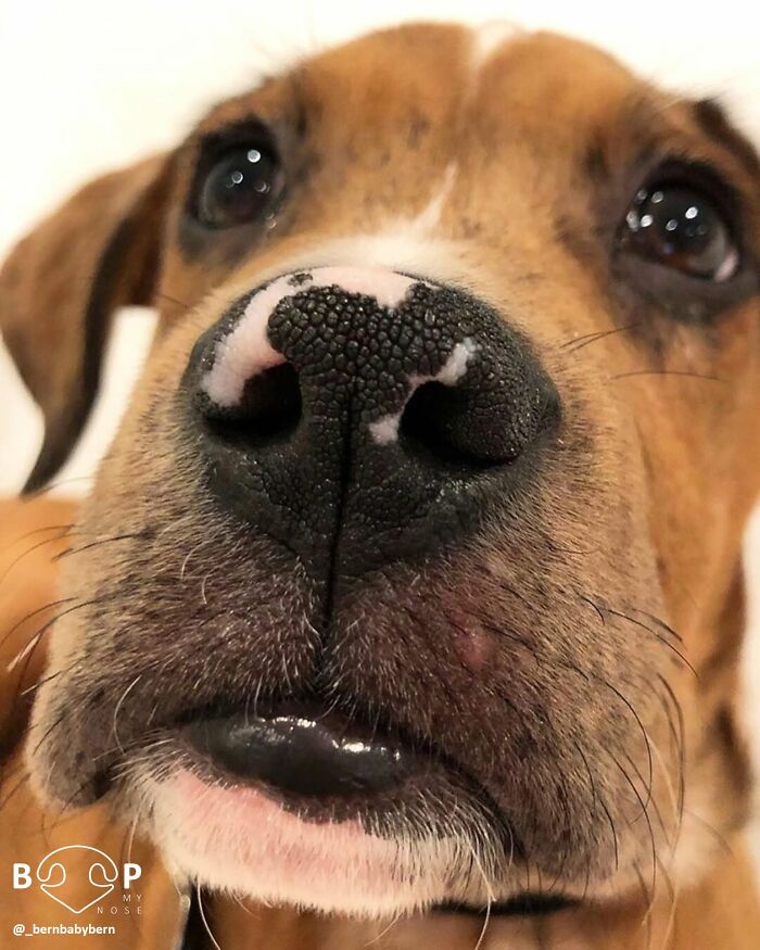 Sweet animal nose of a brown puppy looking up, perfect for a gentle boop. Explore more animal noses.