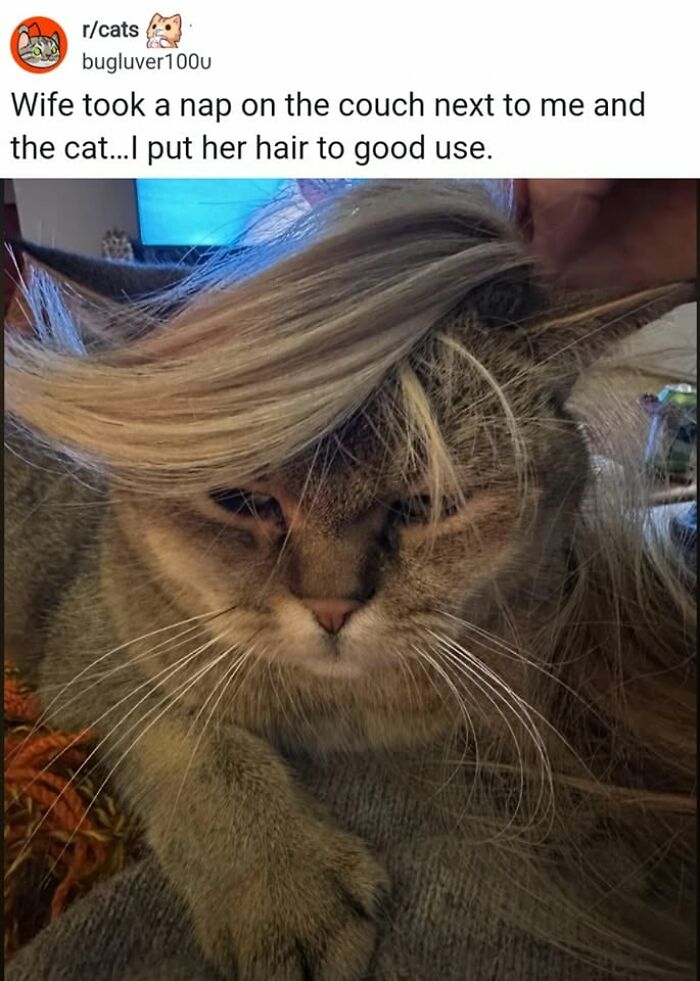 50 Cat Memes That Perfectly Capture Why Living With Cats Is Equal Parts Chaos And Comedy