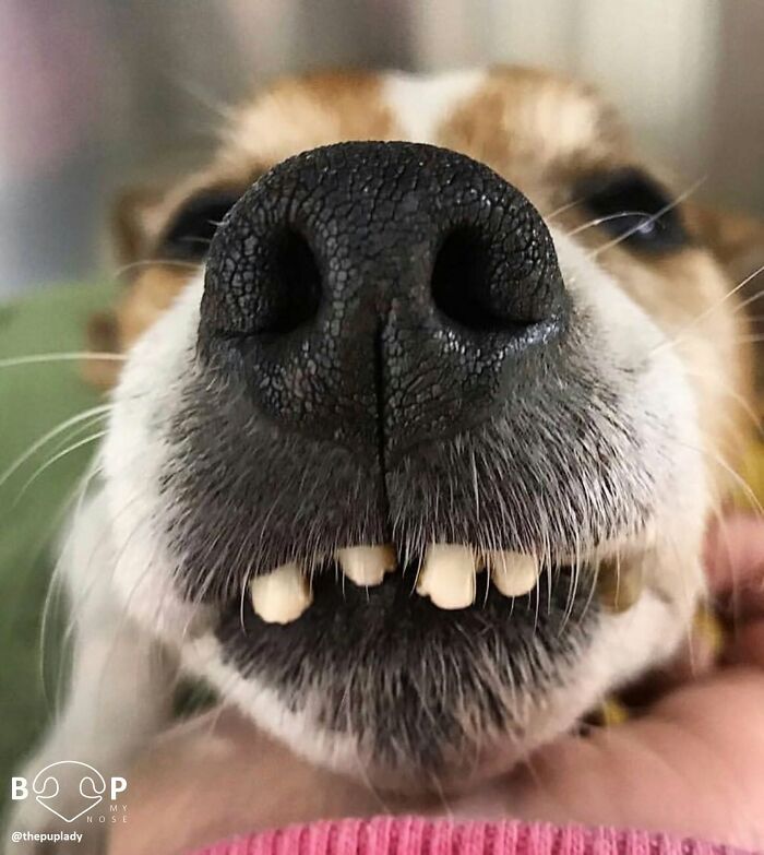 Adorable animal nose of a terrier mix, showing tiny teeth, ready for a boop. See other animal noses.