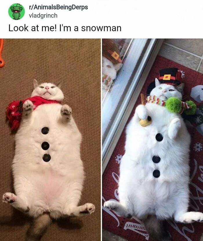 50 Cat Memes That Perfectly Capture Why Living With Cats Is Equal Parts Chaos And Comedy