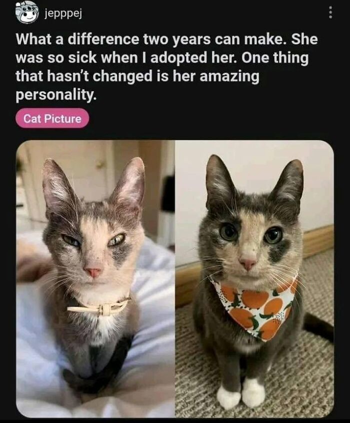 50 Cat Memes That Perfectly Capture Why Living With Cats Is Equal Parts Chaos And Comedy