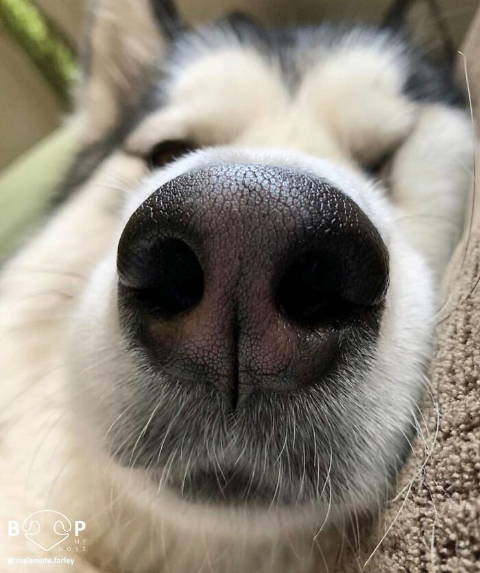 Close-up of a husky's animal nose, perfect for a boop through your screen. Discover more animal noses.