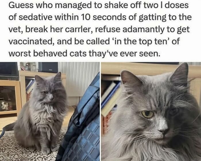 50 Cat Memes That Perfectly Capture Why Living With Cats Is Equal Parts Chaos And Comedy
