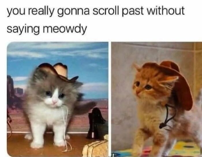 50 Cat Memes That Perfectly Capture Why Living With Cats Is Equal Parts Chaos And Comedy