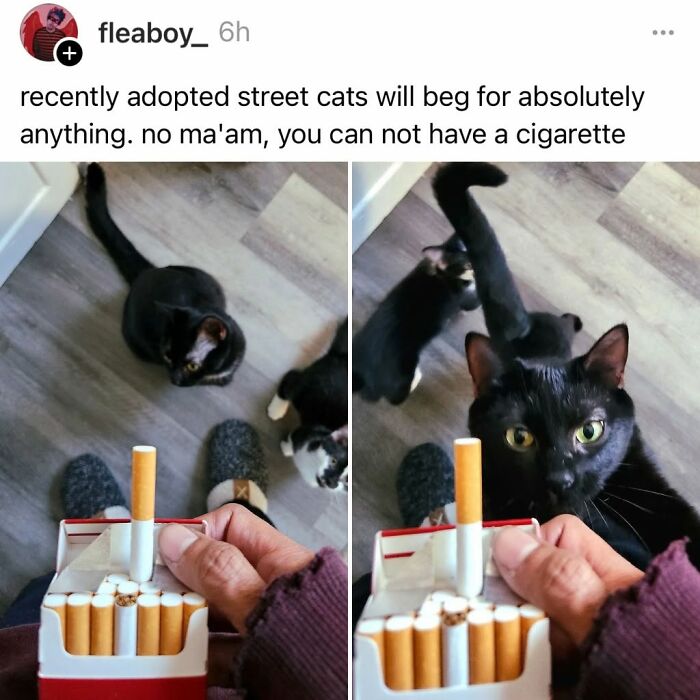 50 Cat Memes That Perfectly Capture Why Living With Cats Is Equal Parts Chaos And Comedy