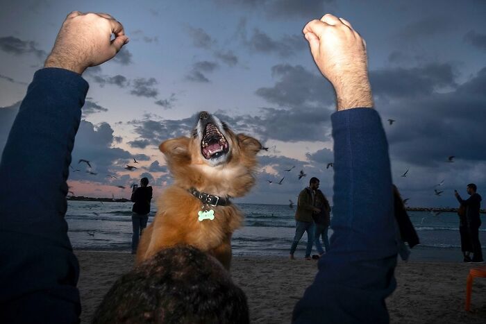 This Photographer Roams The Streets Looking For Unforgettable Dog Moments, And Here Are 50 Of His Best Finds