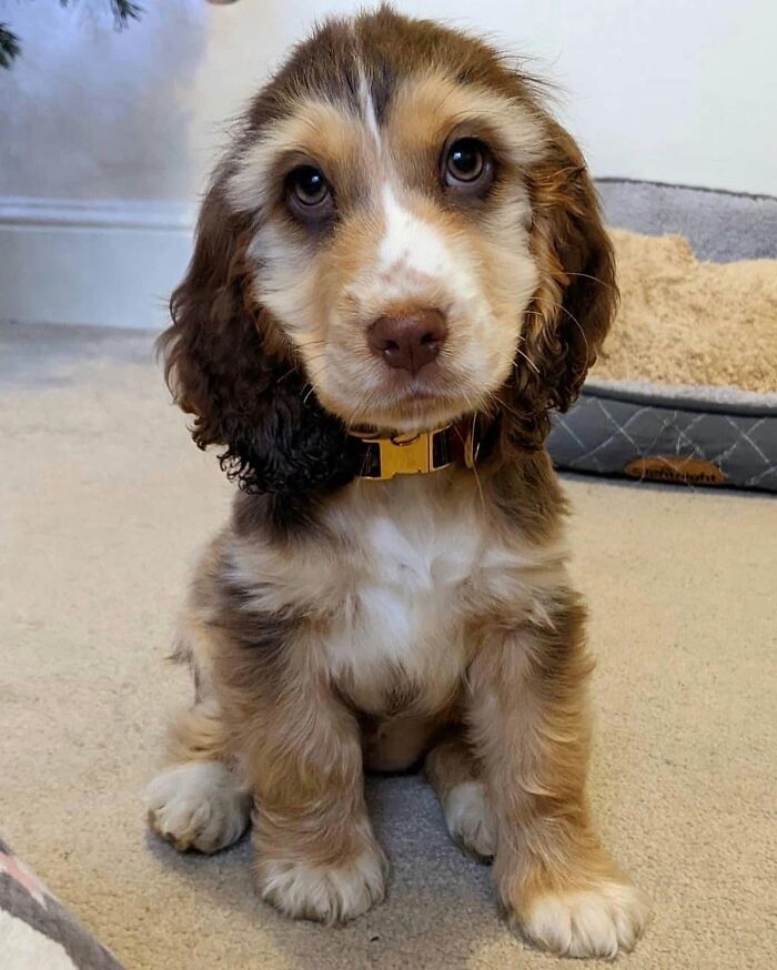 These 40 Adorable Dogs Are Exactly What You Need To Start Your Week With A Smile