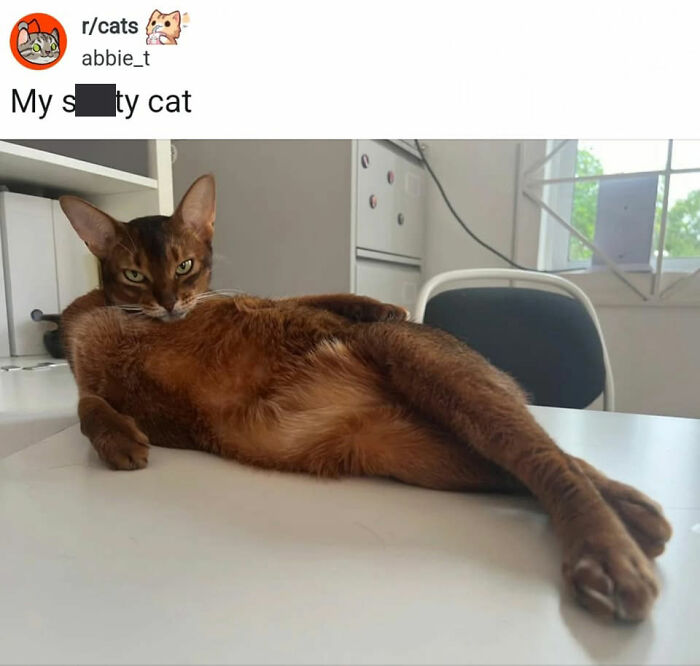50 Cat Memes That Perfectly Capture Why Living With Cats Is Equal Parts Chaos And Comedy