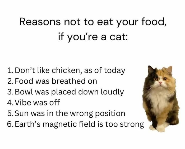 50 Cat Memes That Perfectly Capture Why Living With Cats Is Equal Parts Chaos And Comedy