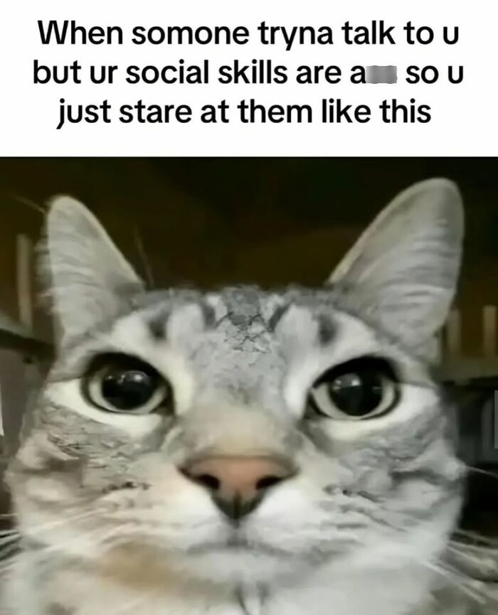 50 Cat Memes That Perfectly Capture Why Living With Cats Is Equal Parts Chaos And Comedy