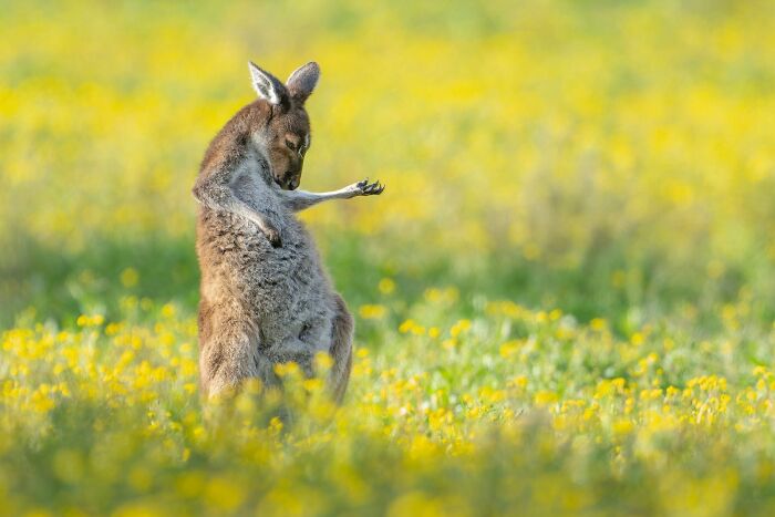 A funny animal photo of a kangaroo standing upright in a field of yellow flowers, looking at its hand.