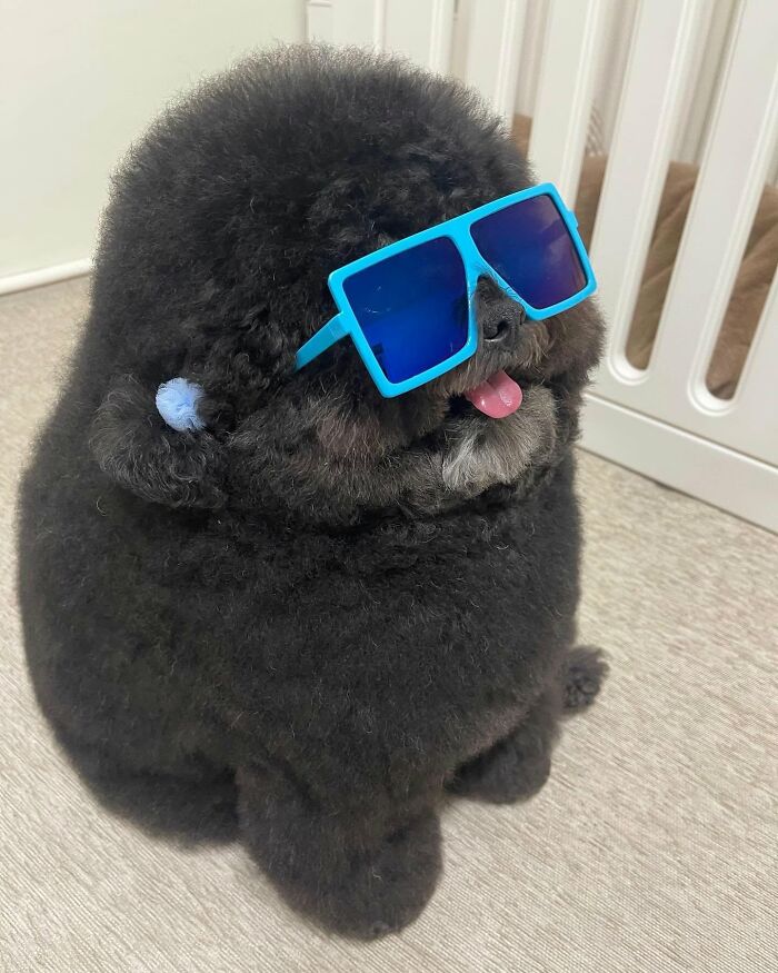 These 40 Adorable Dogs Are Exactly What You Need To Start Your Week With A Smile