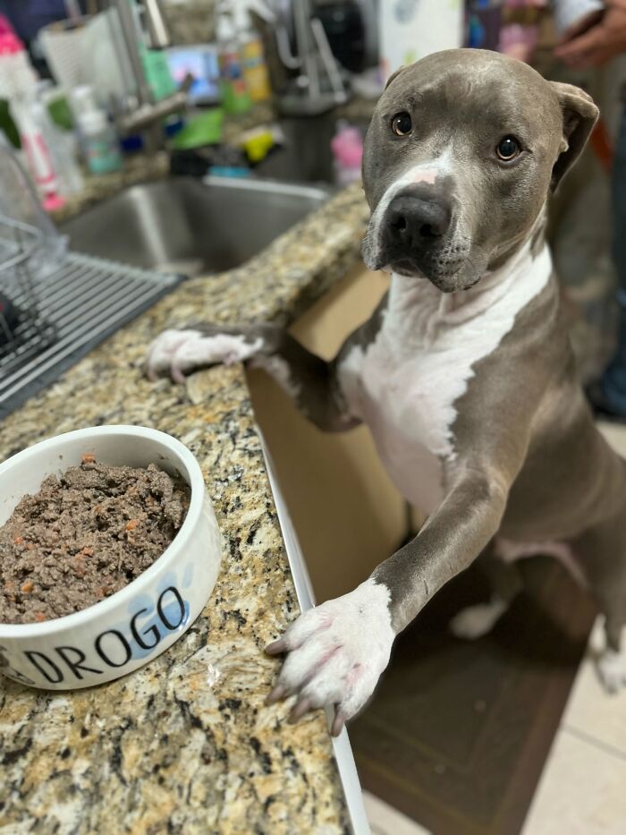 These 40 Adorable Dogs Are Exactly What You Need To Start Your Week With A Smile