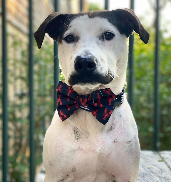 These 40 Adorable Dogs Are Exactly What You Need To Start Your Week With A Smile