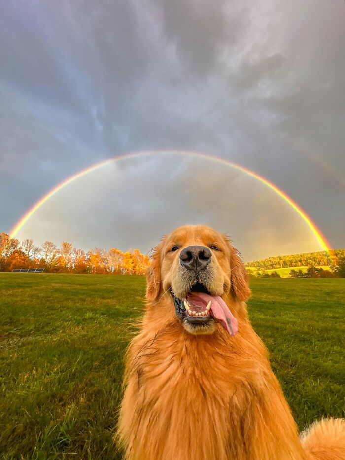 These 40 Adorable Dogs Are Exactly What You Need To Start Your Week With A Smile