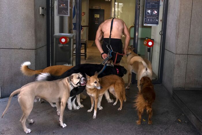 This Photographer Roams The Streets Looking For Unforgettable Dog Moments, And Here Are 50 Of His Best Finds