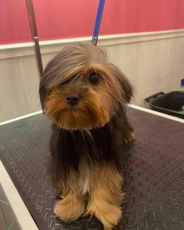 These 40 Adorable Dogs Are Exactly What You Need To Start Your Week With A Smile