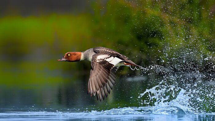 A colorful bird of India, a Common Merganser, takes off from water, creating a trail of splashes.
