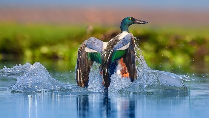 A colorful bird of India, a Northern Shoveler, splashes water as it takes flight from the surface of a pond.