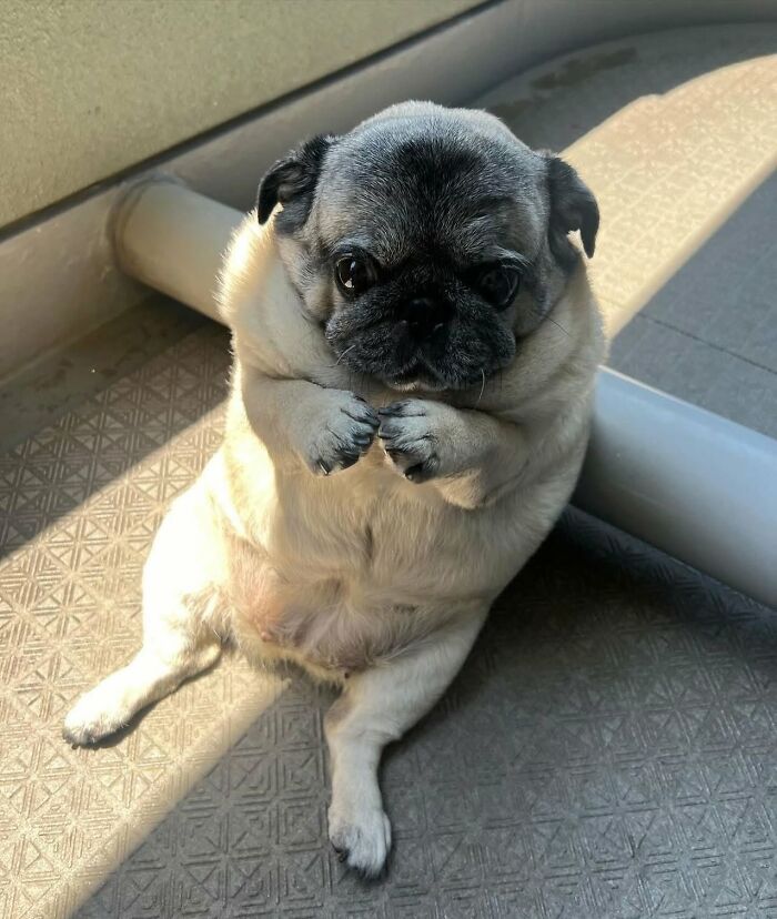 These 40 Adorable Dogs Are Exactly What You Need To Start Your Week With A Smile