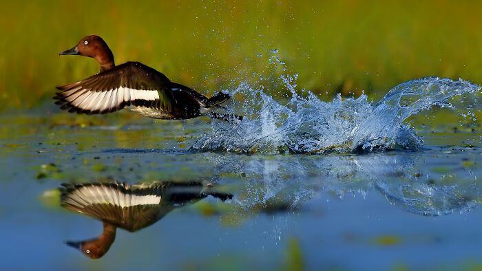 A colorful bird of India, a Ferruginous Duck, creates a large splash while taking flight from water.