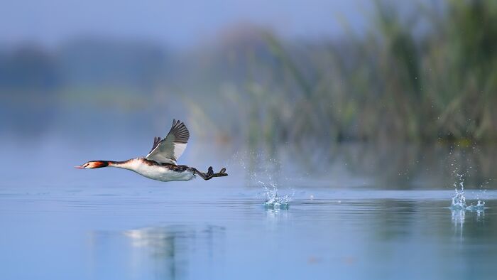 A colorful bird of India, a Great Crested Grebe, skims the water surface during its takeoff.