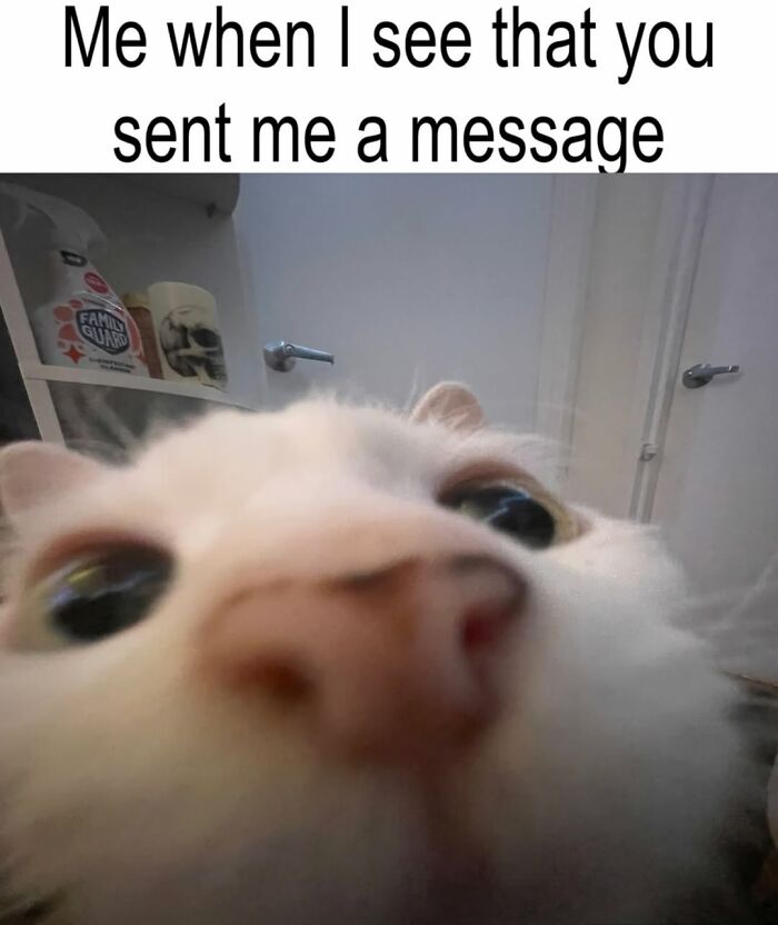 A Devon Rex cat's face is very close to the camera, showcasing its cuteness and pure serotonin, as if reacting to a message.