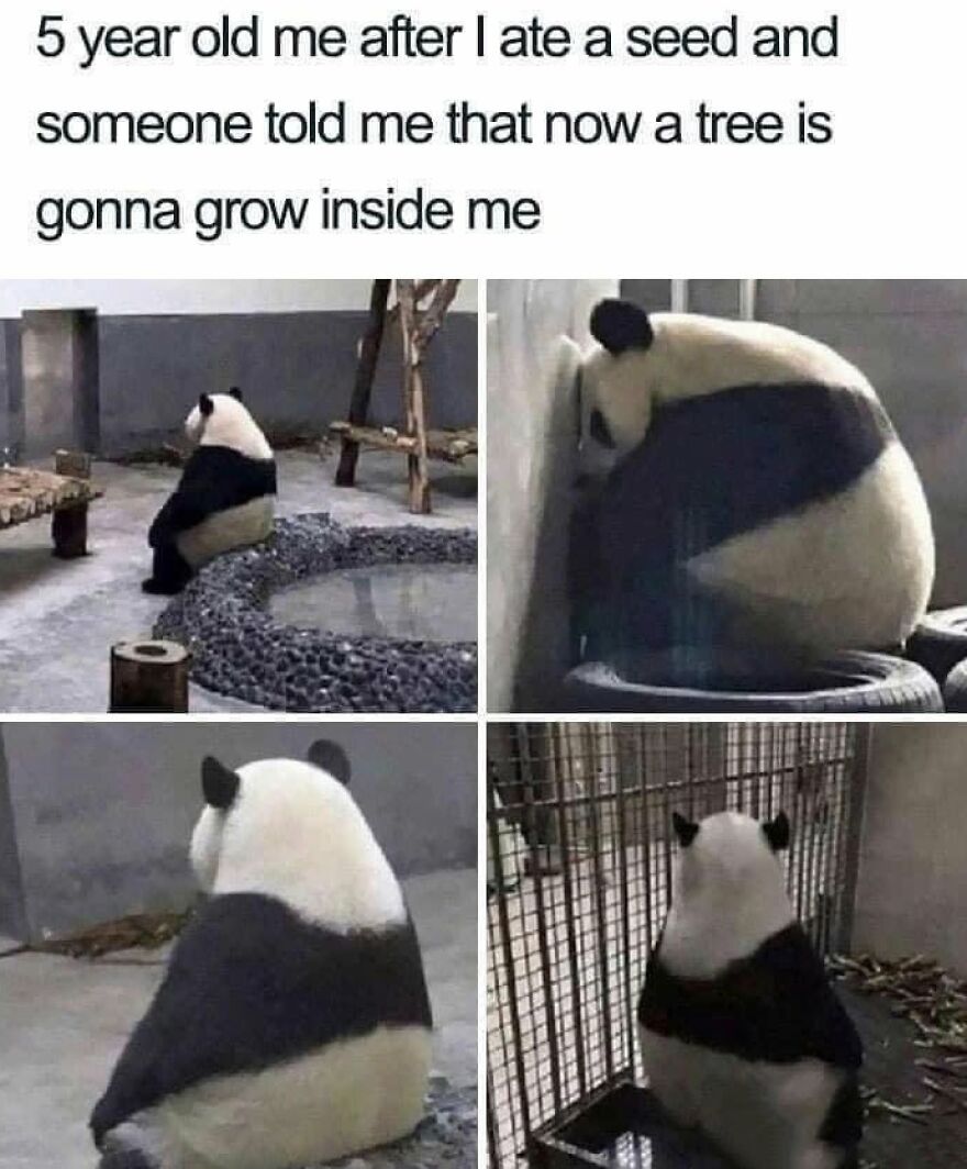 A meme showing a sad panda in four panels, representing a 90s baby fearing a tree growing after eating a seed.
