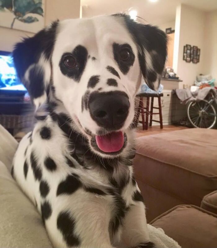These 40 Adorable Dogs Are Exactly What You Need To Start Your Week With A Smile