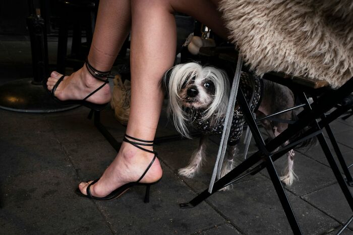 This Photographer Roams The Streets Looking For Unforgettable Dog Moments, And Here Are 50 Of His Best Finds