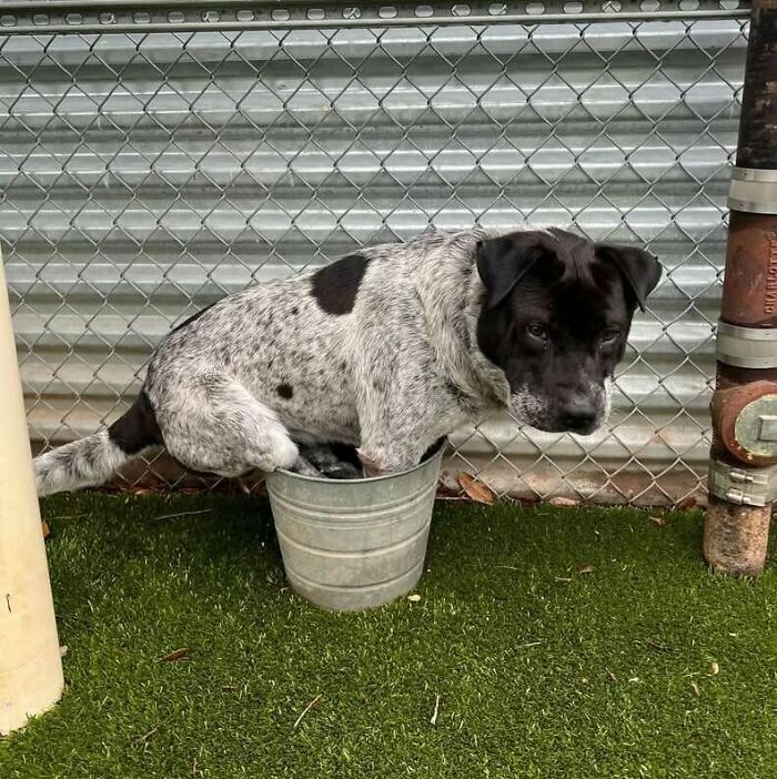 These 40 Adorable Dogs Are Exactly What You Need To Start Your Week With A Smile