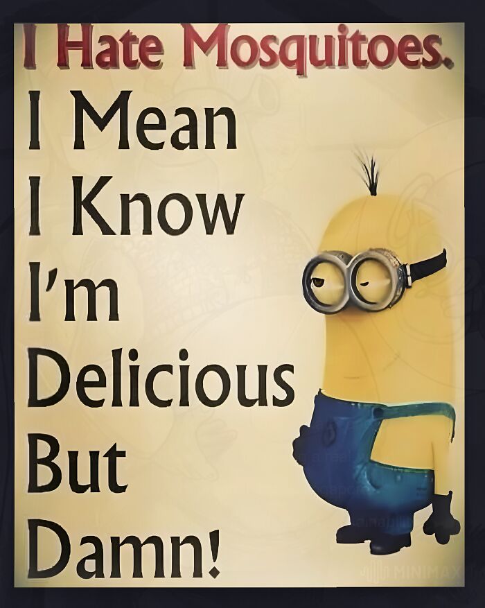 A Minion meme saying, I Hate Mosquitoes. I Mean I Know I'm Delicious But D**n!