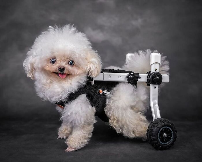 These 40 Adorable Dogs Are Exactly What You Need To Start Your Week With A Smile