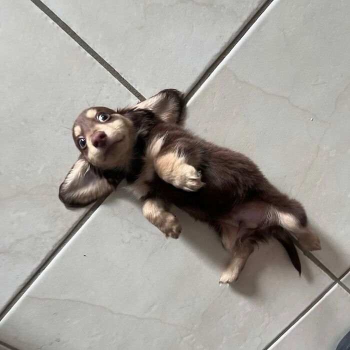 These 40 Adorable Dogs Are Exactly What You Need To Start Your Week With A Smile