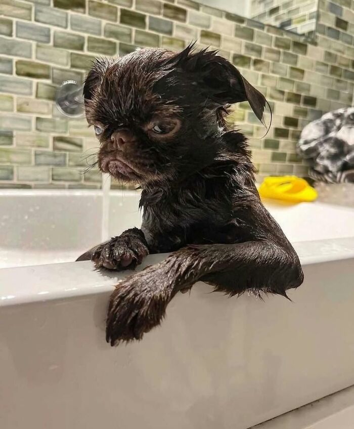 These 40 Adorable Dogs Are Exactly What You Need To Start Your Week With A Smile