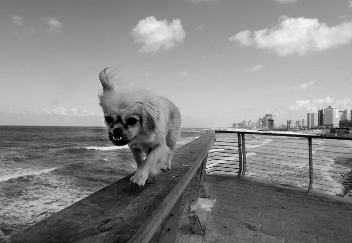 This Photographer Roams The Streets Looking For Unforgettable Dog Moments, And Here Are 50 Of His Best Finds