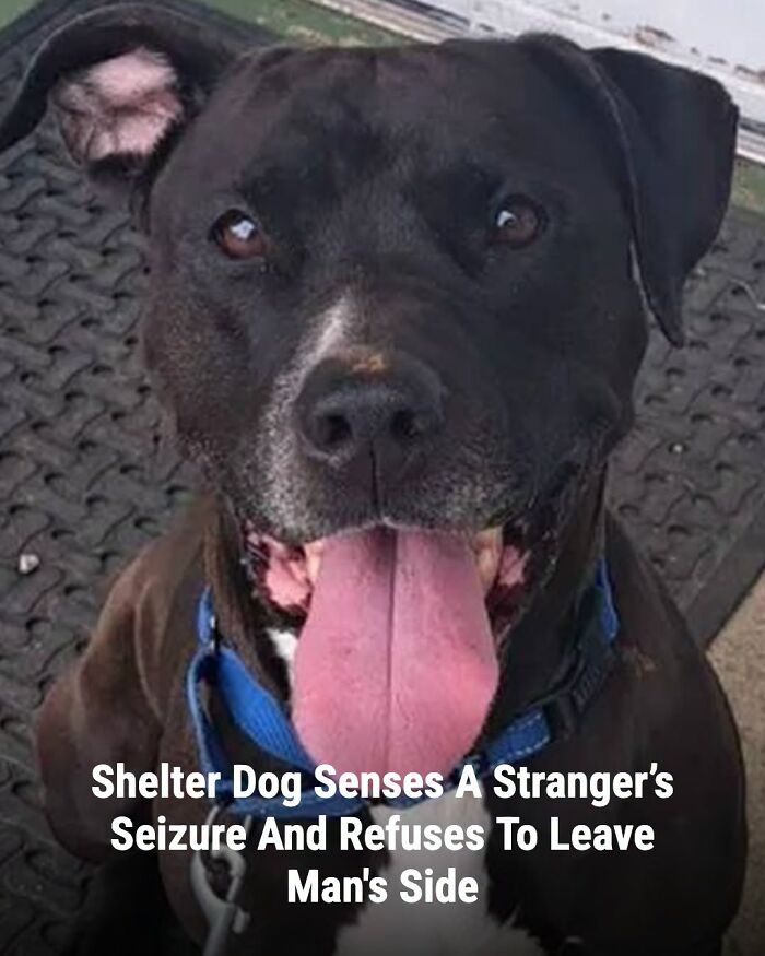 A black pit bull mix with a blue collar, mouth open, and tongue out, whose life changed after someone came to help.