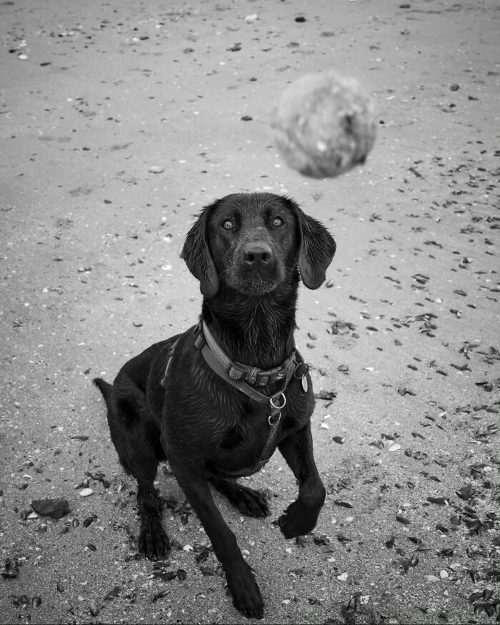 A black and white street photo of a black dog sitting on a sandy beach, looking up at a ball, showcasing interesting animals.
