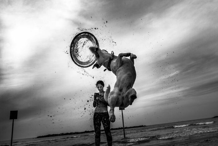 This Photographer Roams The Streets Looking For Unforgettable Dog Moments, And Here Are 50 Of His Best Finds