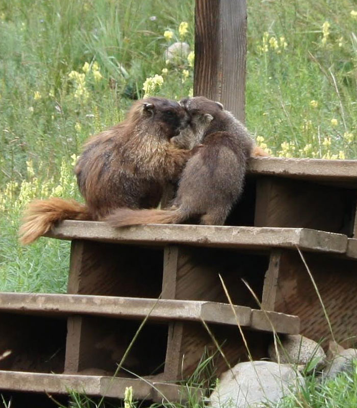 Two marmots interacting on wooden steps, highlighting the marmot studies conducted by the professor. Two marmots interacting on wooden steps, highlighting the marmot studies conducted by the professor.