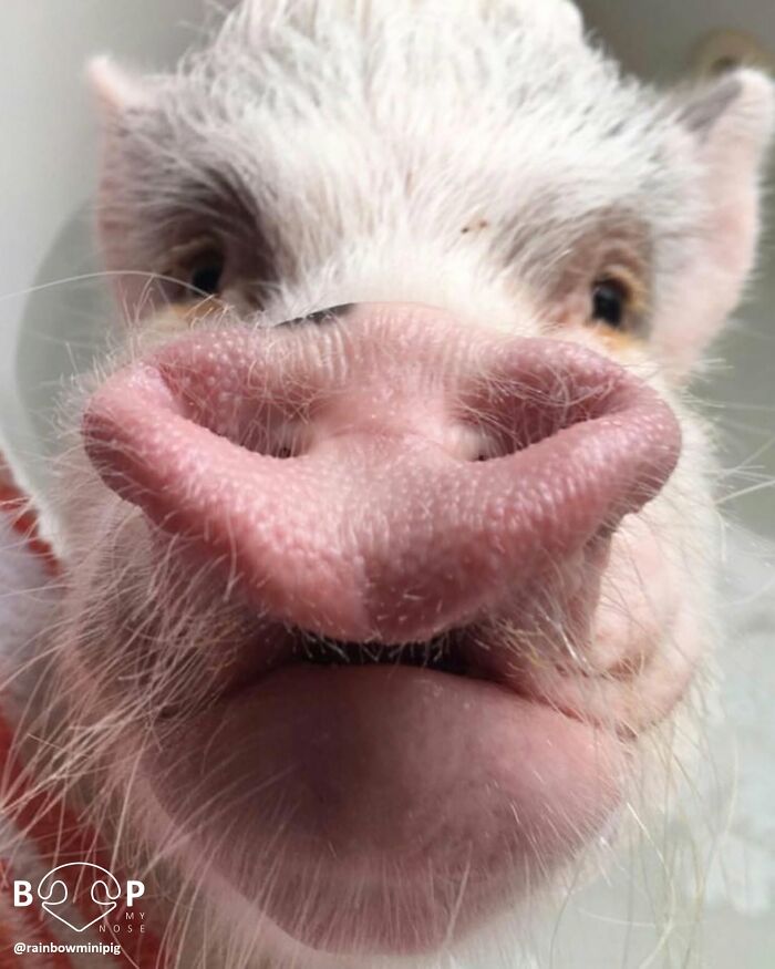 A cute mini pig's wet animal nose, perfectly framed for a screen boop.